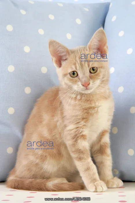 : Cat - Cream Tabby kitten : Cat - Cream Tabby kitten