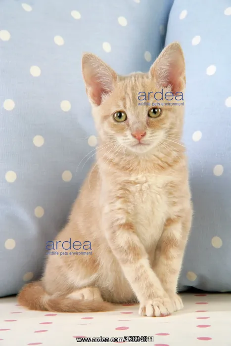 : Cat - Cream Tabby kitten : Cat - Cream Tabby kitten