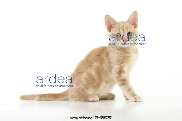 : CAT. cream tabby kitten : CAT. cream tabby kitten