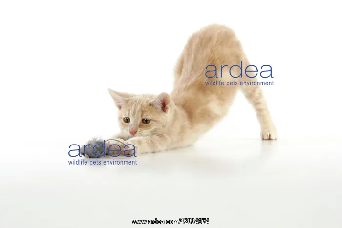 : CAT. cream tabby kitten playing with a toy mouse : CAT. cream tabby kitten playing with a toy mouse