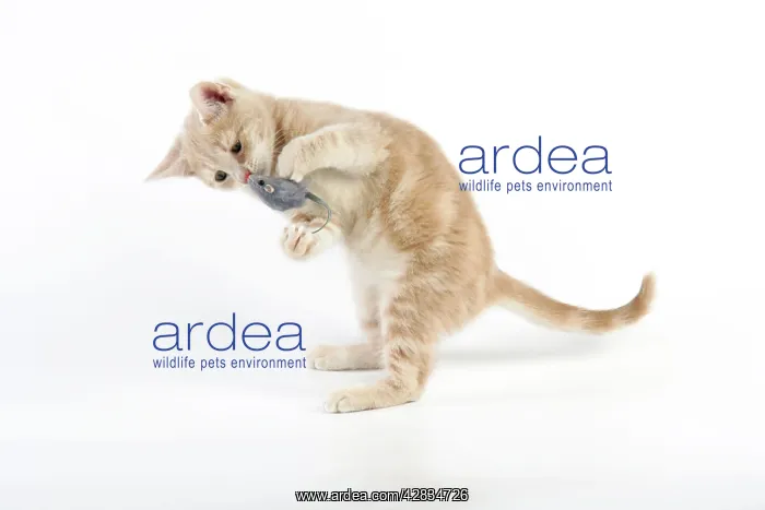  : CAT. cream tabby kitten playing with a toy mouse