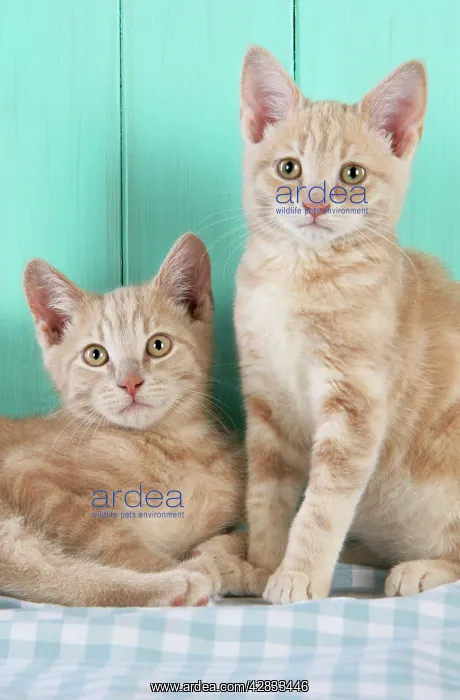 : Cat. Cream Tabby Kittens : Cat. Cream Tabby Kittens
