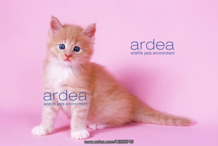  : CAT - Cream and White Maine Coon kitten