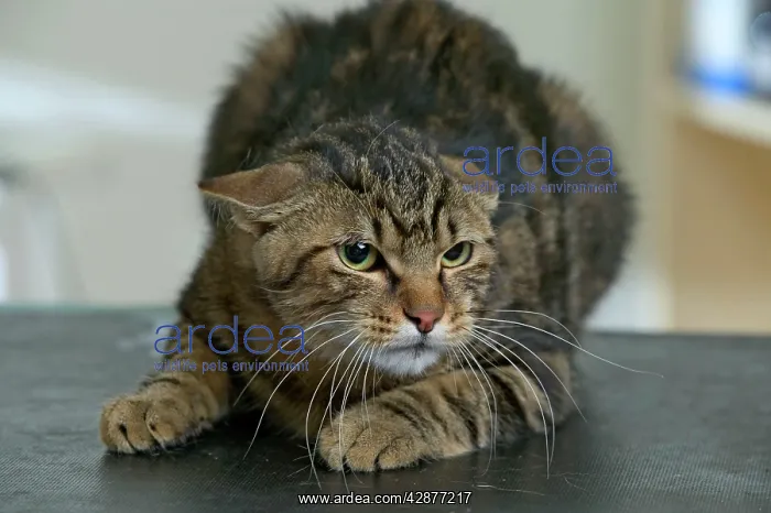  : CAT - crouching down, with ears flattened