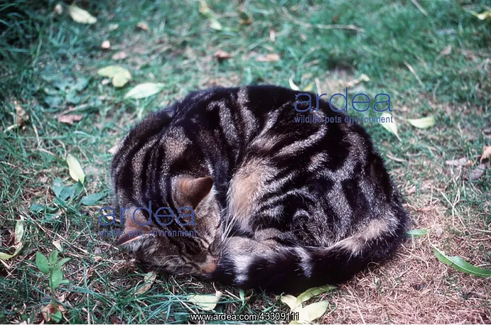 : CAT - curled up asleep : CAT - curled up asleep