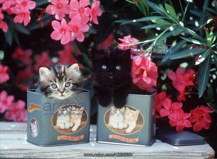: CAT - Cute Kittens in biscuit tins : CAT - Cute Kittens in biscuit tins