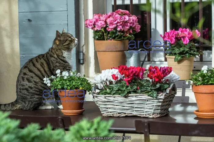 : Cat and cyclamens in bloom on a garden terrace : Cat and cyclamens in bloom on a garden terrace