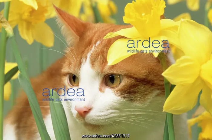 : Cat - in daffodils : Cat - in daffodils