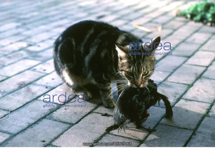 : CAT - with dead blackbird in jaws : CAT - with dead blackbird in jaws