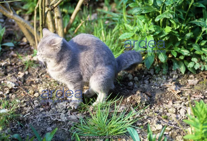 : CAT - Defecating : CAT - Defecating