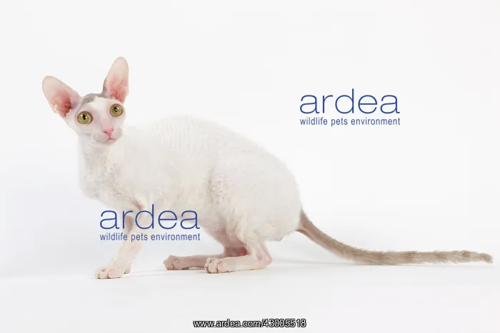  : Cat - Devon Rex