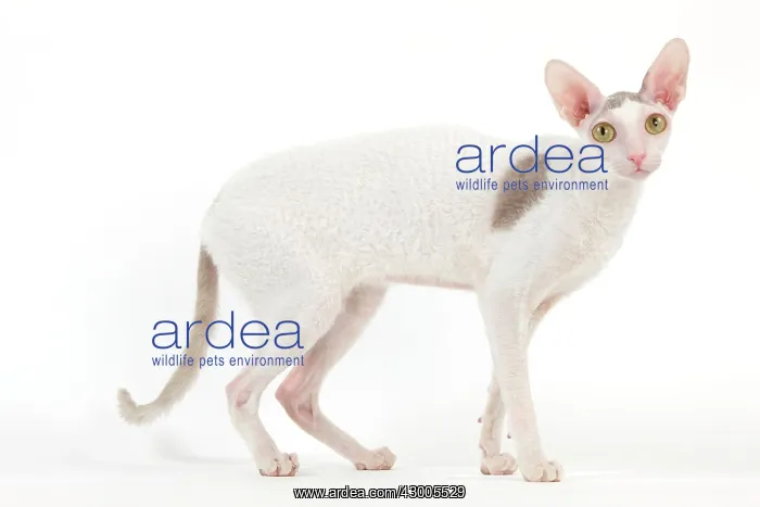  : Cat - Devon Rex