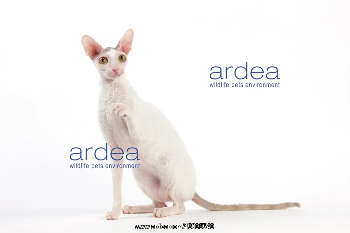  : Cat - Devon Rex