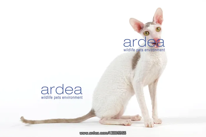 : Cat - Devon Rex : Cat - Devon Rex