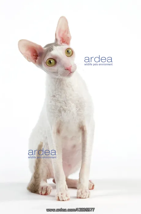  : Cat - Devon Rex