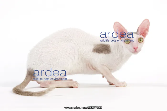  : Cat - Devon Rex