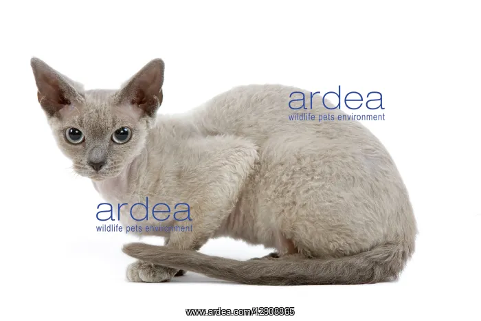 : Cat - Devon Rex - blue - in studio