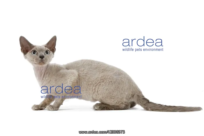  : Cat - Devon Rex - blue - in studio
