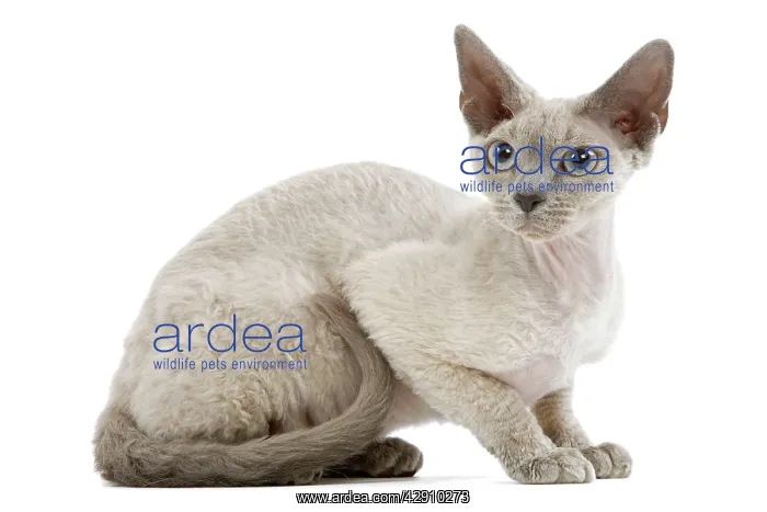  : Cat - Devon Rex - blue - in studio