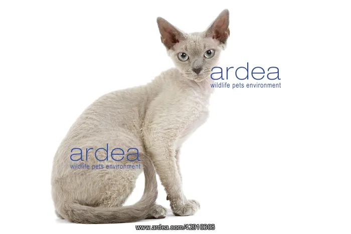  : Cat - Devon Rex - blue - in studio