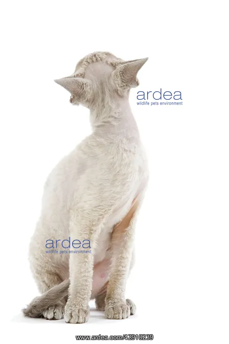: Cat - Devon Rex - blue - in studio looking away from camera : Cat - Devon Rex - blue - in studio looking away from camera