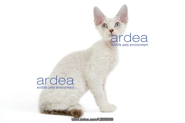 : Cat - Devon Rex - Silver seal tabby - in studio : Cat - Devon Rex - Silver seal tabby - in studio