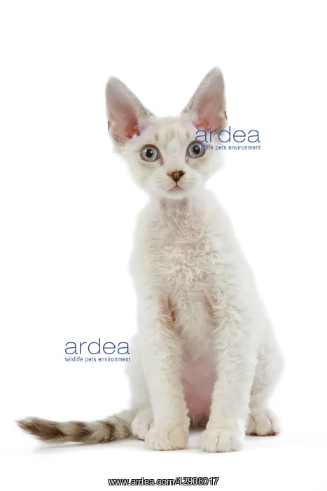 : Cat - Devon Rex - Silver seal tabby - in studio : Cat - Devon Rex - Silver seal tabby - in studio