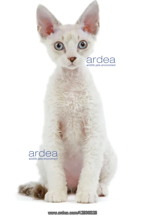 : Cat - Devon Rex - Silver seal tabby - in studio : Cat - Devon Rex - Silver seal tabby - in studio