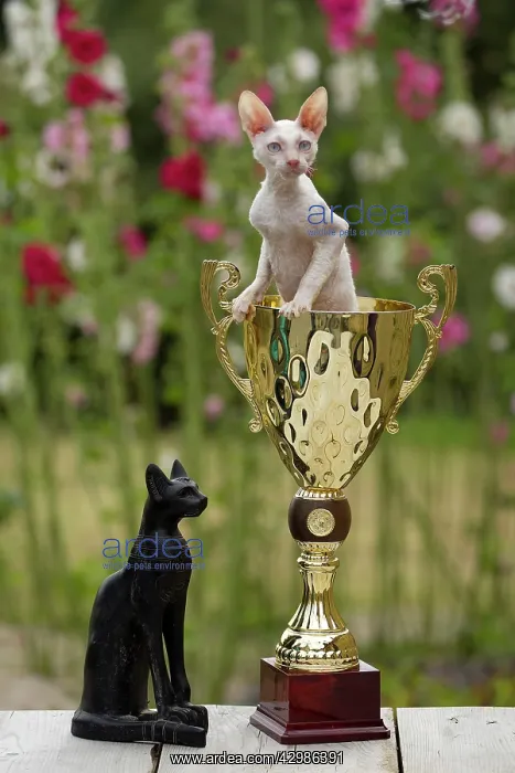  : Cat - Devon Rex - sitting in trophy