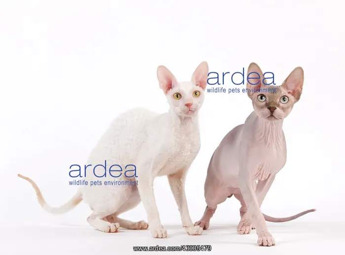  : Cat - Devon Rex and Sphynx
