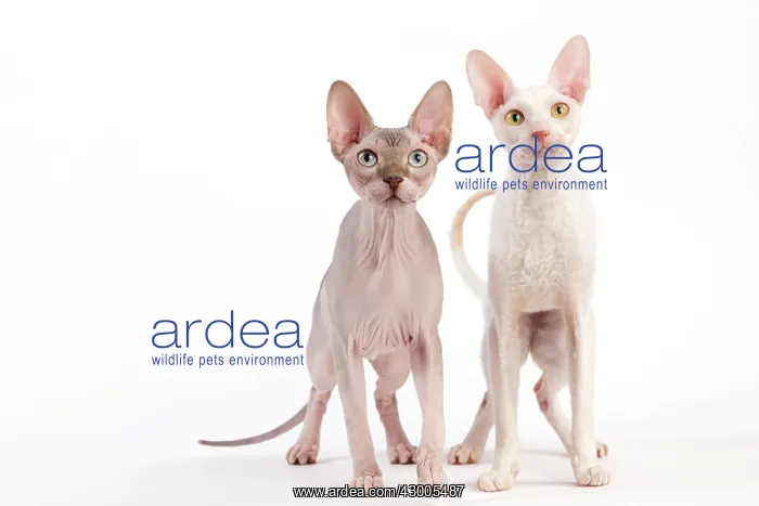  : Cat - Devon Rex and Sphynx