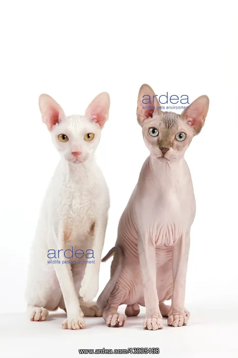  : Cat - Devon Rex and Sphynx