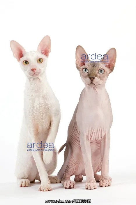  : Cat - Devon Rex and Sphynx
