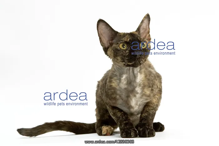  : Cat - Devon Rex in studio