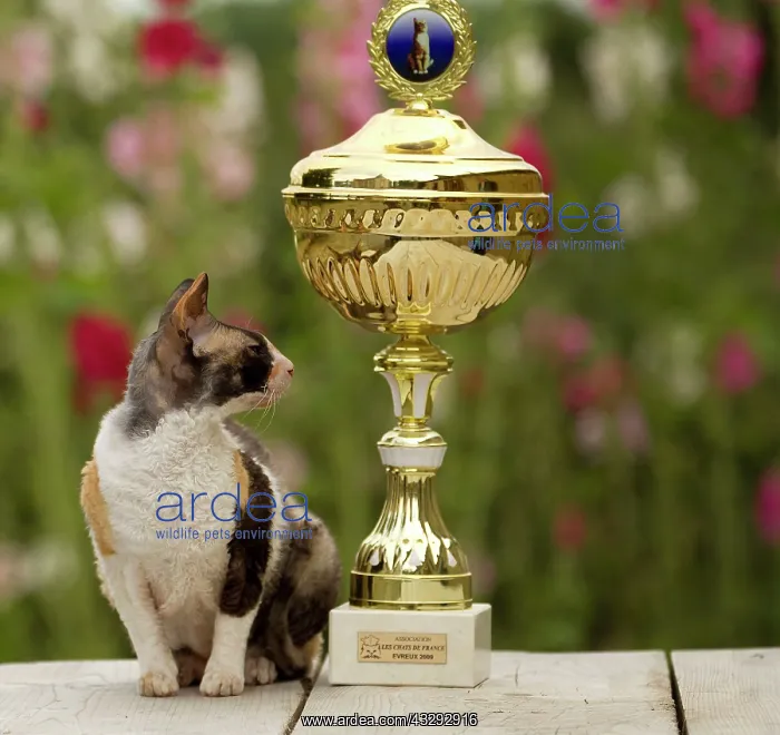 : Cat - Devon Rex - with trophy : Cat - Devon Rex - with trophy