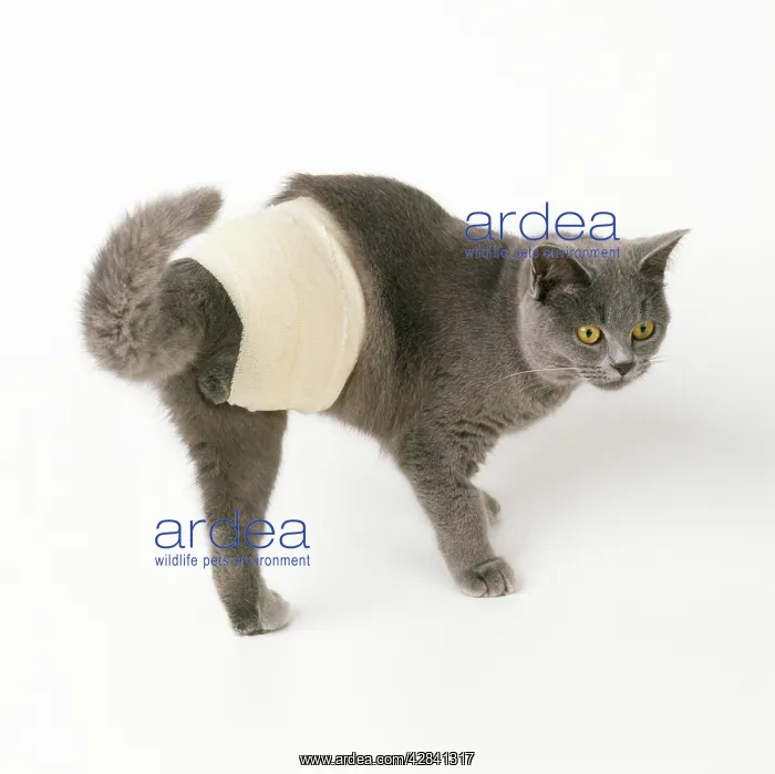 : Cat - with dislocated leg bandaged : Cat - with dislocated leg bandaged