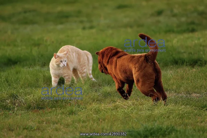 : Cat and Dog - together : Cat and Dog - together