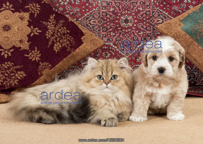 : Cat & Dog. Cat and Dog Golden Persian Chinchilla kitten and Teddy Bear puppy, 8 weeks old : Cat & Dog. Cat and Dog Golden Persian Chinchilla kitten and Teddy Bear puppy, 8 weeks old