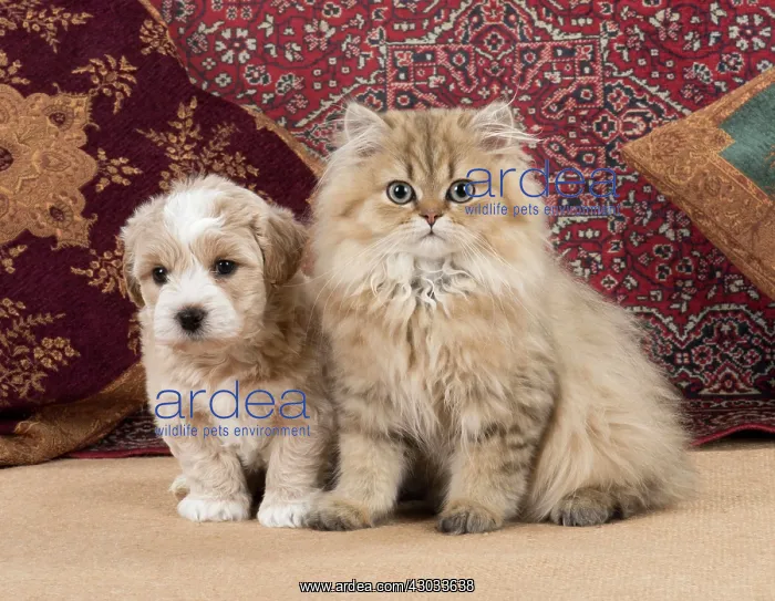 : Cat & Dog. Cat and Dog Golden Persian Chinchilla kitten and Teddy Bear puppy, 8 weeks old : Cat & Dog. Cat and Dog Golden Persian Chinchilla kitten and Teddy Bear puppy, 8 weeks old