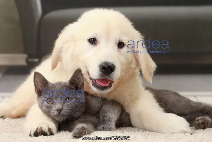 : Cat & Dog. Cat and Dog Chartreux kitten and Golden Retriever puppy mouth open : Cat & Dog. Cat and Dog Chartreux kitten and Golden Retriever puppy mouth open