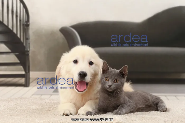  : Cat & Dog. Cat and Dog Chartreux kitten and Golden Retriever puppy mouth open