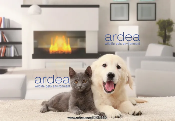 : Cat & Dog. Cat and Dog Chartreux kitten and Golden Retriever puppy mouth open : Cat & Dog. Cat and Dog Chartreux kitten and Golden Retriever puppy mouth open