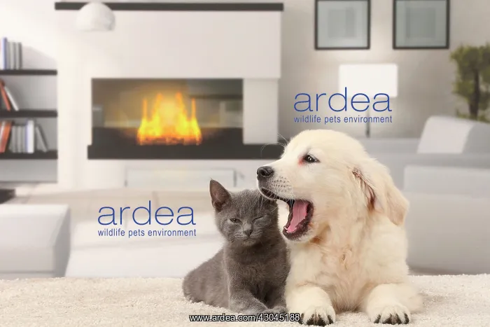: Cat & Dog. Cat and Dog Chartreux kitten and Golden Retriever puppy yawning mouth open : Cat & Dog. Cat and Dog Chartreux kitten and Golden Retriever puppy yawning mouth open