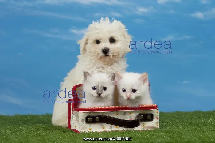 : Cat & Dog Birman kitten in a bag : Cat & Dog Birman kitten in a bag