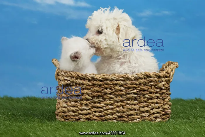 : Cat & Dog Birman kitten in a basket : Cat & Dog Birman kitten in a basket