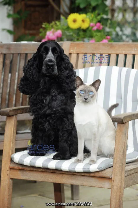 : CAT & DOG. Blue point siamese cat sitting next : CAT & DOG. Blue point siamese cat sitting next