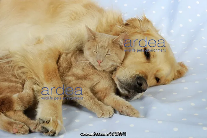 : CAT & DOG. Cat lying with golden retriever : CAT & DOG. Cat lying with golden retriever