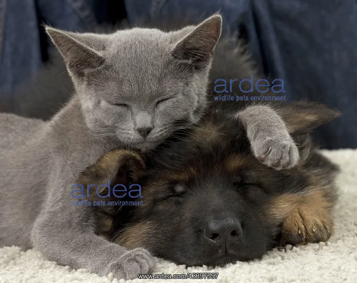 : Cat & Dog - Chartreux kitten & German Shepherd : Cat & Dog - Chartreux kitten & German Shepherd