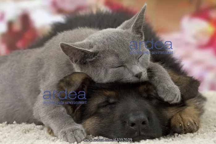 : Cat & Dog - Chartreux kitten & German Shepherd : Cat & Dog - Chartreux kitten & German Shepherd
