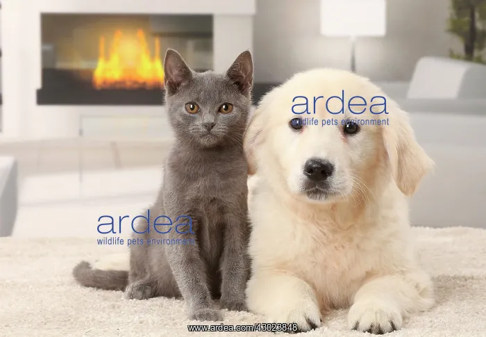  : Cat & Dog Chartreux kitten and Golden Retriever puppy